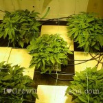 91-hydroponics-nutrients-cannabis
