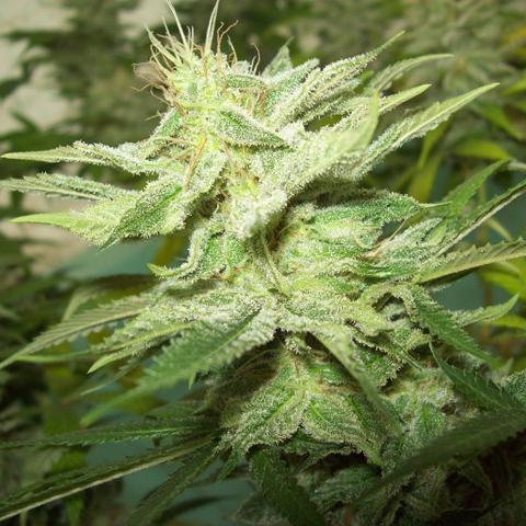 Agent Orange Marijuana Strain Review The Weed Blog