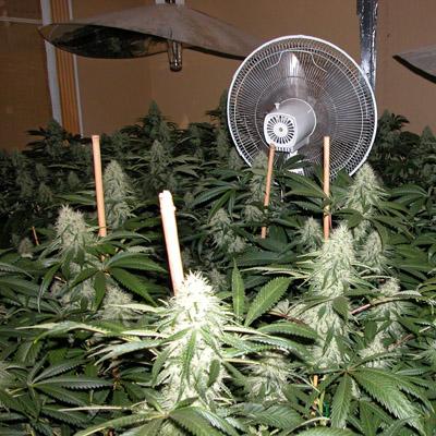 small marijuana growers united