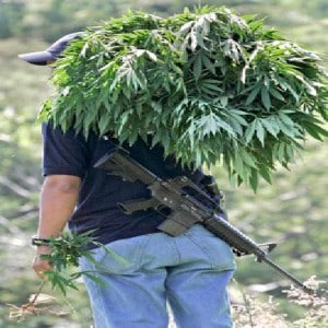 marijuana plants seizures dea