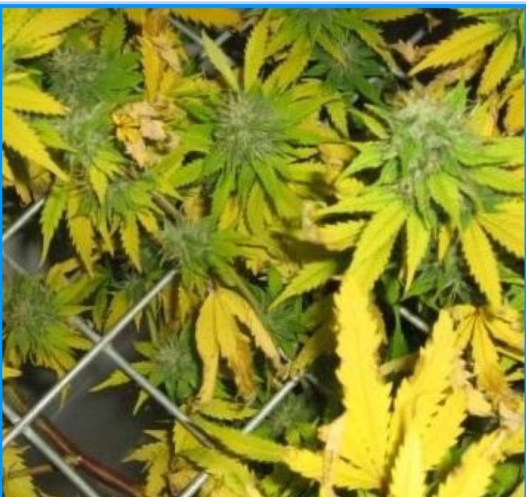 Marijuana leaf problems could be caused by a number of factors.