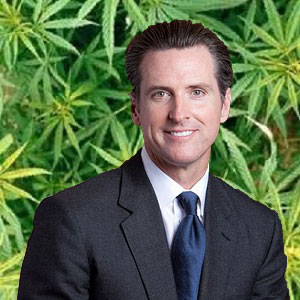 Gavin Newsom marijuana california cadem