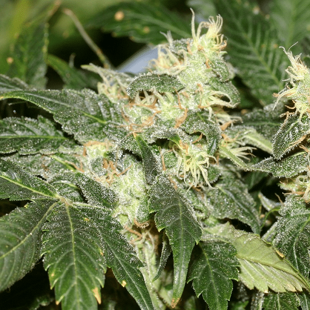 hash plant cannabis