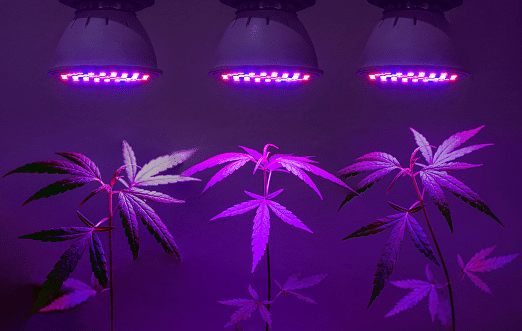 Cannabis cultivators need effective indoor grow lights to grow cannabis like this.