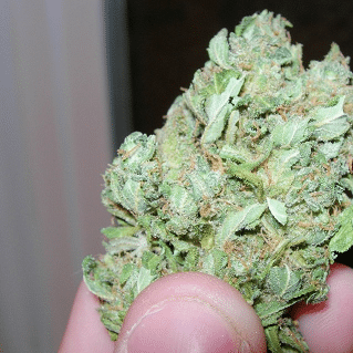 Lemon Skunk Bud Marijuana