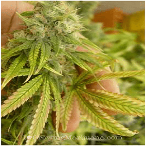 Molybdenum deficiency marijuana plants