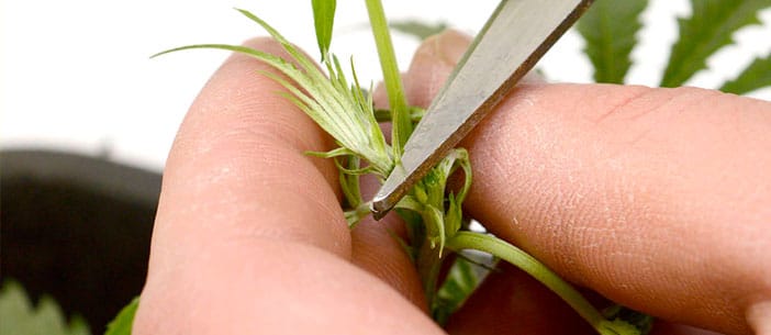 Pruning your marijuana plant