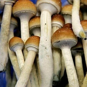 Psychedelic mushroom
