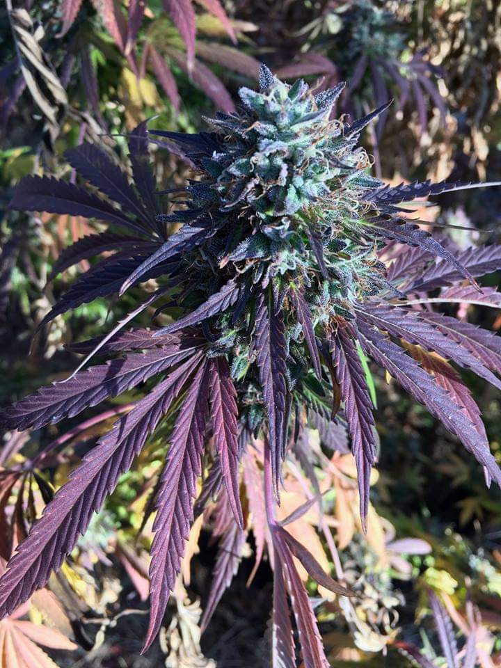 purple cannabis buds