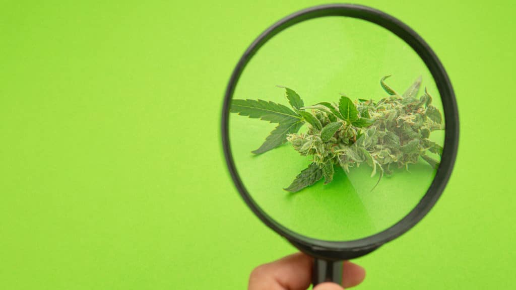 cultivars, chemotypes, chemovars