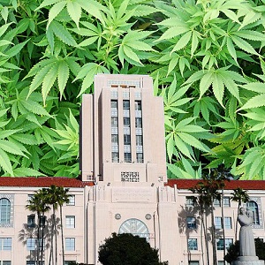 San Diego medical marijuana bob filner proposal