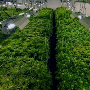 growing legal weed