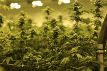 It is too late to apply for a license to operate a medical marijuana cultivation facility in Missouri as the application process closed last year