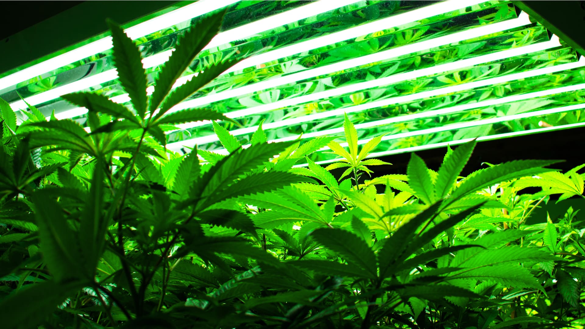 Which Is Better: Indoor or Outdoor Marijuana? - The Weed Blog