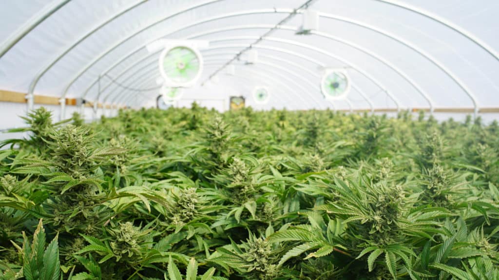 How to Grow Weed in a Greenhouse