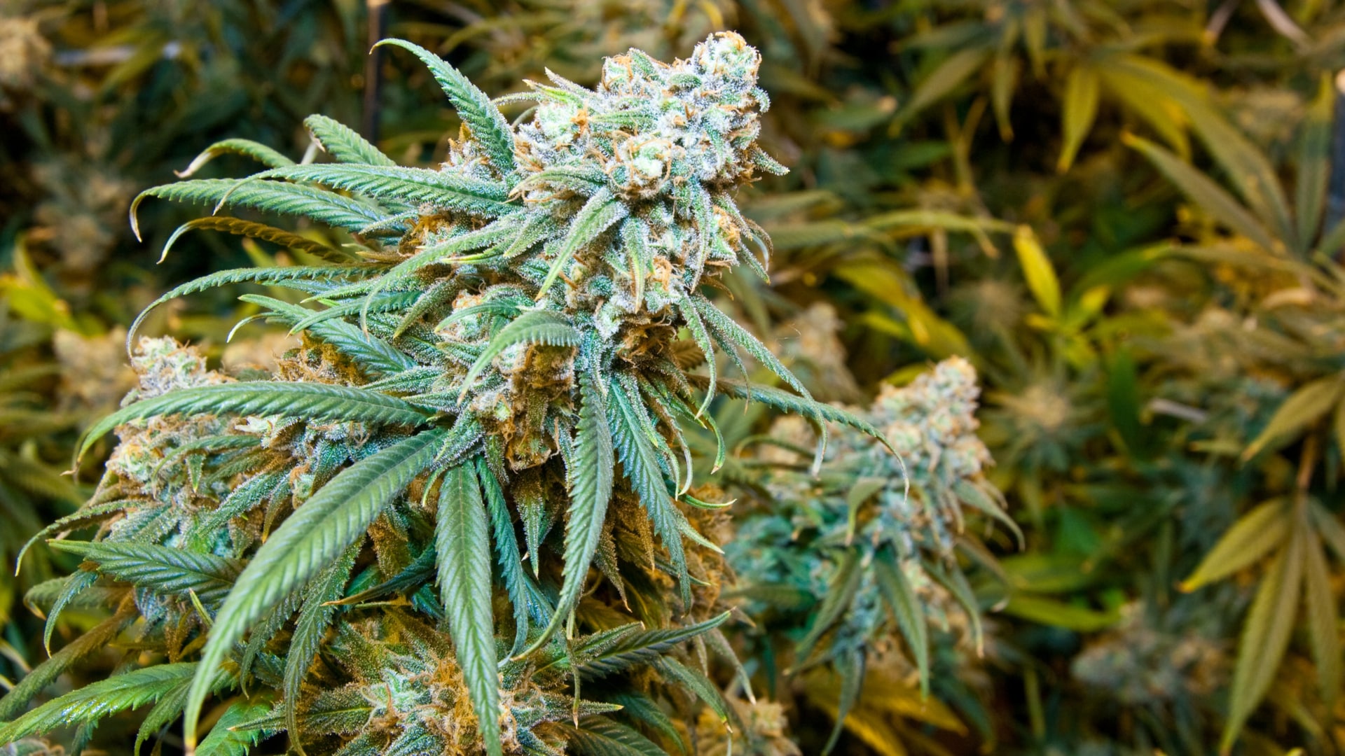 Your Guide to THC-O: Effects, Legality, Types - The Weed Blog