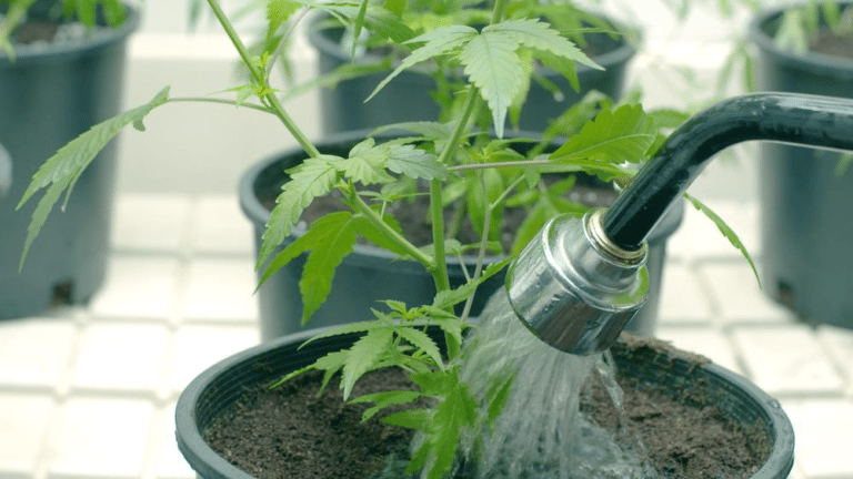 marijuana container planting