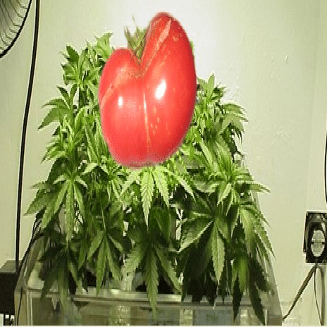 Tomato Marijuana