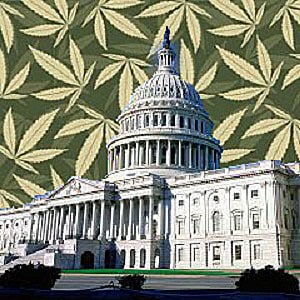 marijuana daylin leach senate bill 528 dc