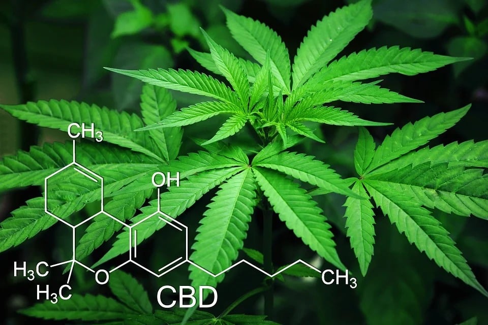 A cannabis plant with the symbols for the chemical compound of THC.