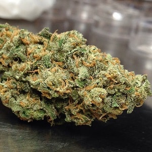 XJ-13 marijuana strain