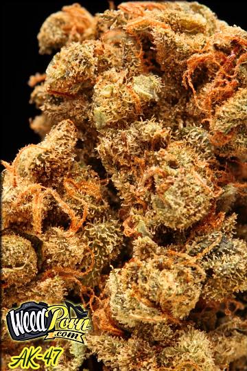 AK-47 Marijuana Strain Pictures - The Weed Blog