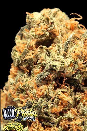 Alien OG Marijuana Strain Pictures - The Weed Blog