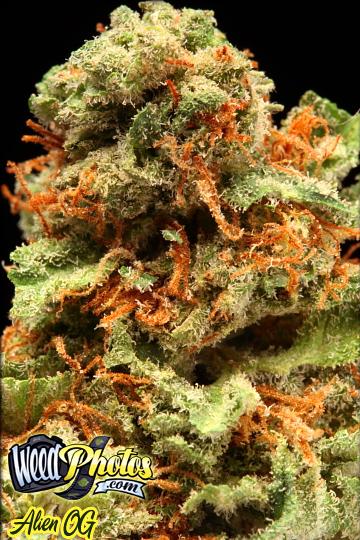 Alien OG Marijuana Strain Pictures - The Weed Blog