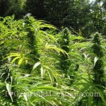 animal-protection-outdoor-marijuana-growing