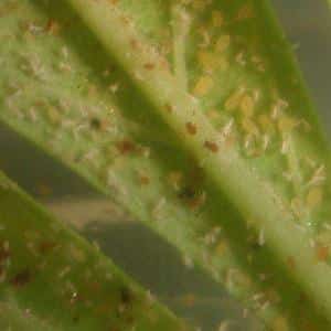 aphids marijuana plant aphid infestation