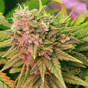 autoflowering cannabis seeds G8LED