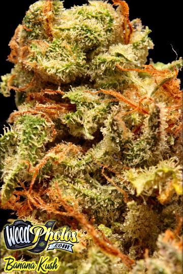 Banana Kush Marijuana Strain Pictures - The Weed Blog