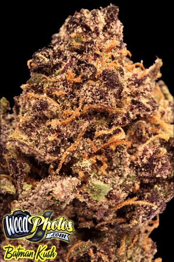 Batman Kush Marijuana Strain Pictures - The Weed Blog