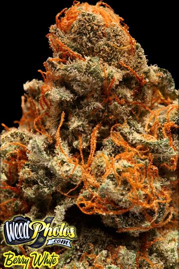 Berry White Marijuana Strain Pictures - The Weed Blog