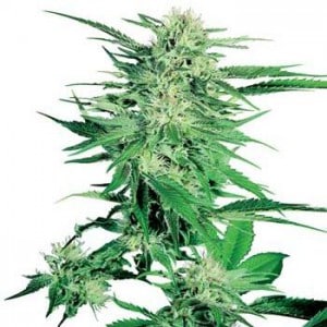 big bud marijuana cannabis seed seeds