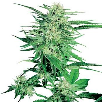 big bud marijuana cannabis seed seeds sensi seeds
