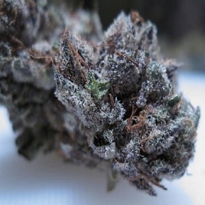 black label kush marijuana strain