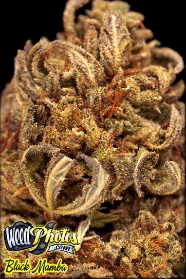 Black Mamba Marijuana Strain Pictures - The Weed Blog