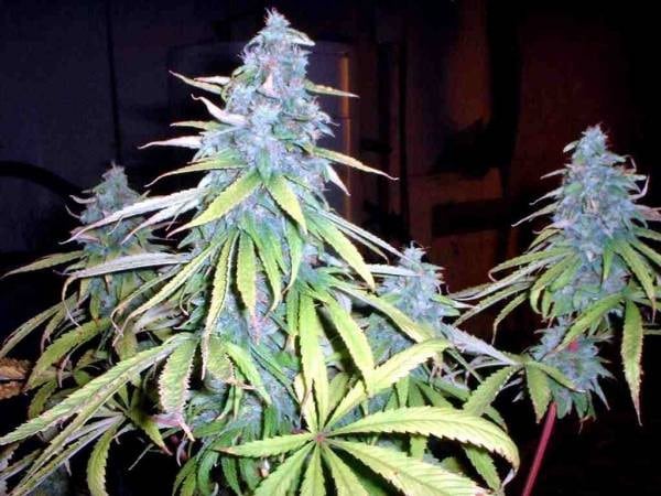 black widow marijuana strain