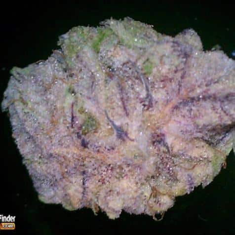 blackberry marijuana strain
