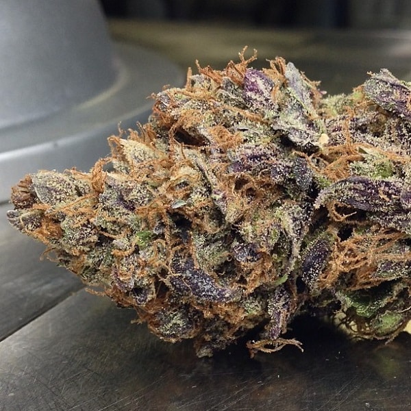 Blackwater OG Marijuana Strain Review And Pictures - The Weed Blog