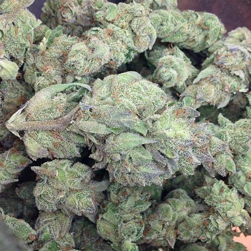 blue cheese marijuana strain