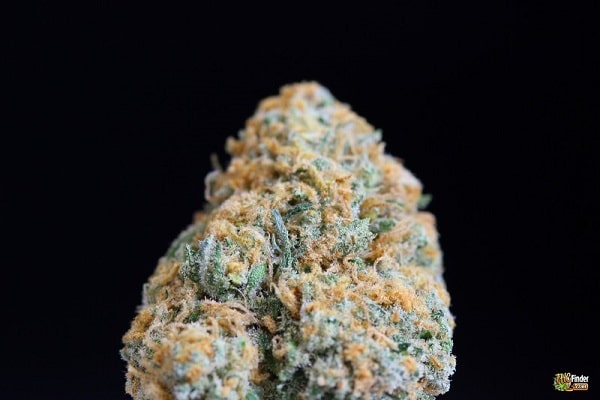 blue crack marijuana strain