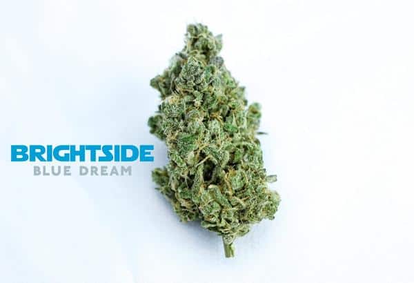 blue dream marijuana strain