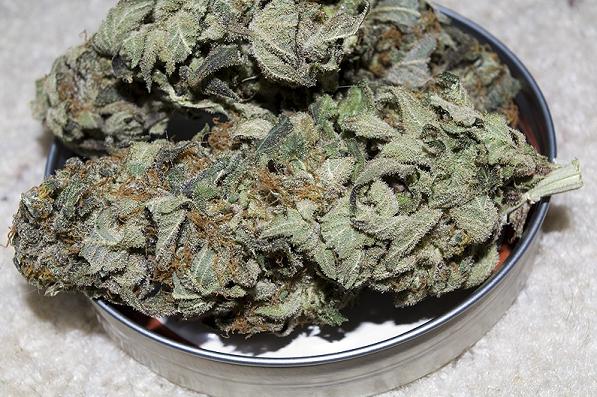 blueberry gum marijuana strain