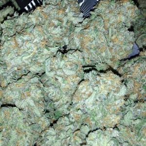 blueberry kush marijuana strain