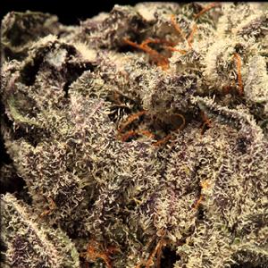 blueberry massacre marijuana strain