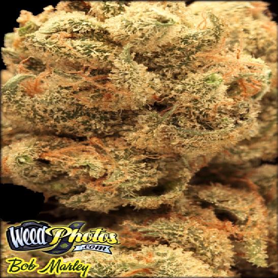 bob marley marijuana strain