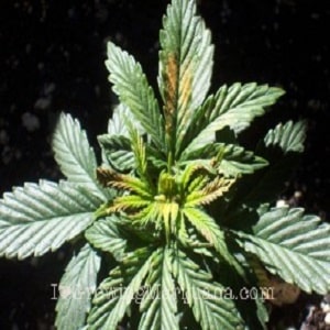 boron marijuana plants