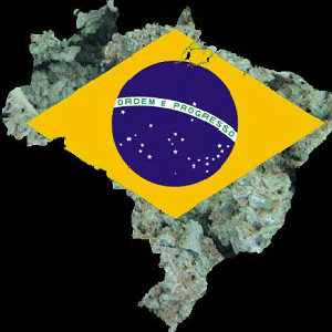 brazil marijuana